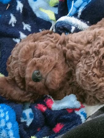 Poodle (Miniature) for sale by CHERRILOLA