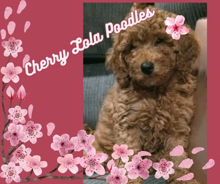 Poodle (Miniature) for sale by CHERRILOLA