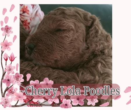 Poodle (Miniature) for sale by CHERRILOLA