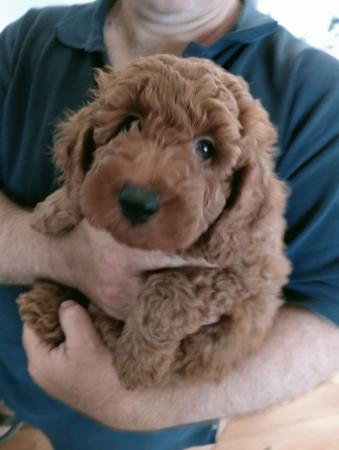 Poodle (Miniature) for sale by CHERRILOLA