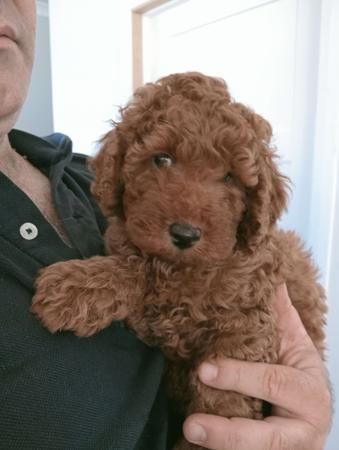 Poodle (Miniature) for sale by CHERRILOLA