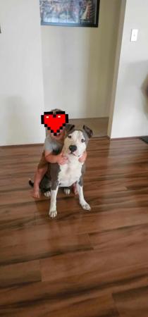 American Staffordshire Terrier for sale by BESTBUDS