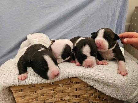 American Staffordshire Terrier for sale by BUDS