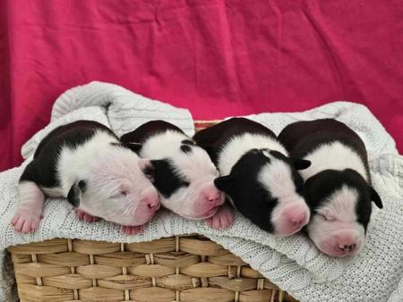 American Staffordshire Terrier for sale by BUDS