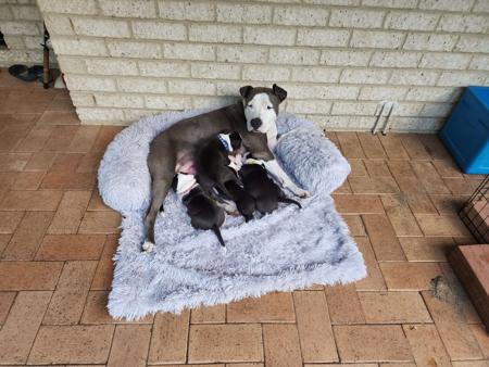 American Staffordshire Terrier for sale by BUDS