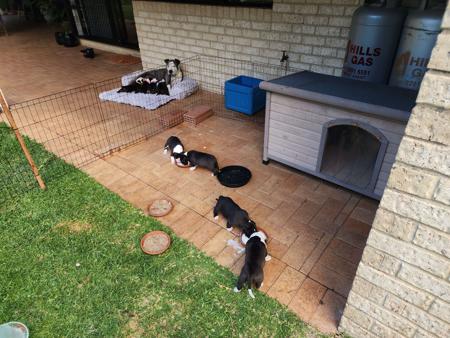 American Staffordshire Terrier for sale by BUDS