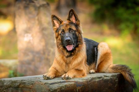 German Shepherd Dog (Long Stock Coat) for sale by ASHACO