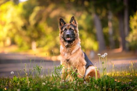 German Shepherd Dog (Long Stock Coat) for sale by ASHACO