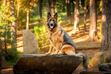 German Shepherd Dog (Long Stock Coat) for sale by ASHACO