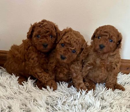 Poodle (Toy) for sale by JOUETCHIEN