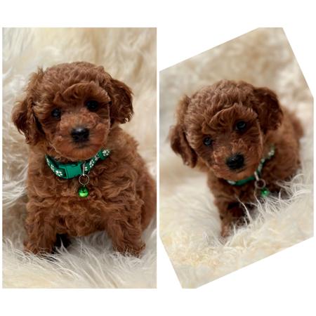 Poodle (Toy) for sale by JOUETCHIEN