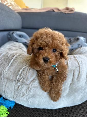 Poodle (Toy) for sale by JOUETCHIEN