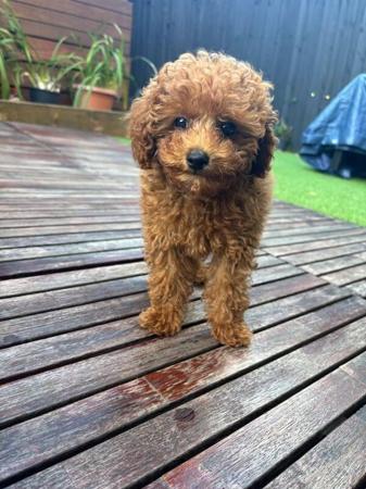 Poodle (Toy) for sale by JOUETCHIEN