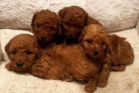 Poodle (Toy) for sale by JOUETCHIEN