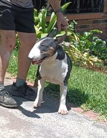 Bull Terrier for sale by SIJABULA