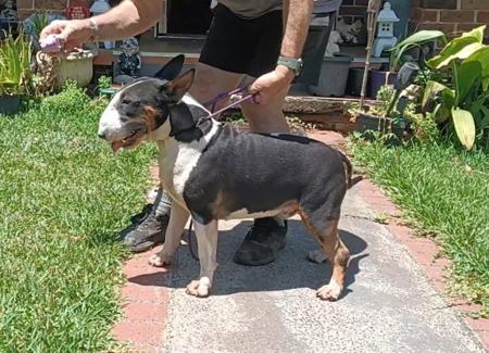 Bull Terrier for sale by SIJABULA