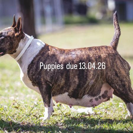 Bull Terrier for sale by SIJABULA