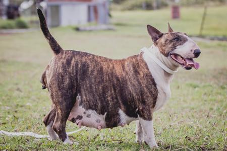 Bull Terrier for sale by SIJABULA