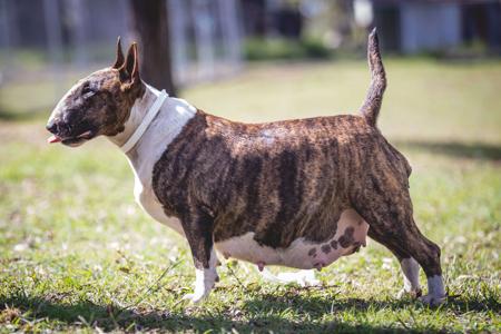 Bull Terrier for sale by SIJABULA