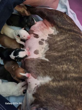 Bull Terrier puppy for sale by SIJABULA