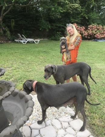 Great Dane for sale by ARCADIAFARM