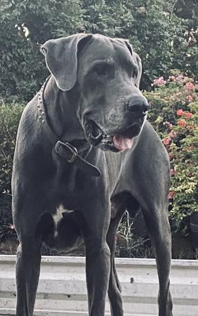 Great Dane for sale by ARCADIAFARM