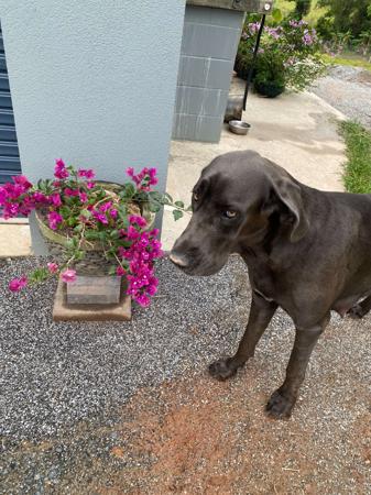 Great Dane for sale by ARCADIAFARM