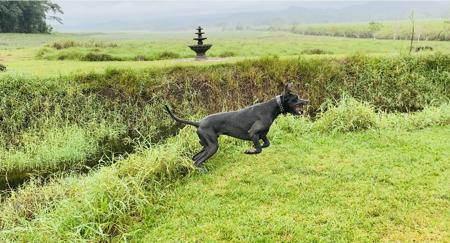 Great Dane for sale by ARCADIAFARM