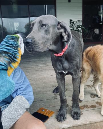 Great Dane for sale by ARCADIAFARM