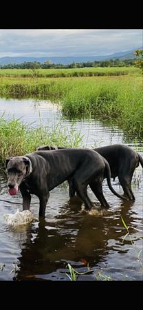 Great Dane for sale by ARCADIAFARM