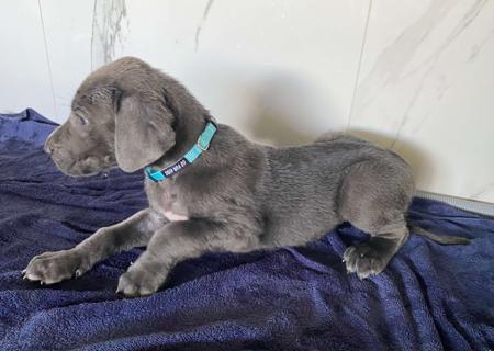 Great Dane for sale by ARCADIAFARM