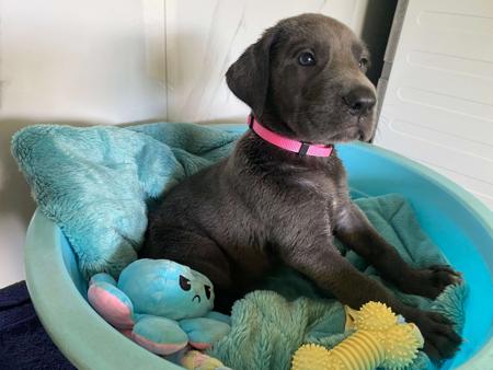 Great Dane for sale by ARCADIAFARM