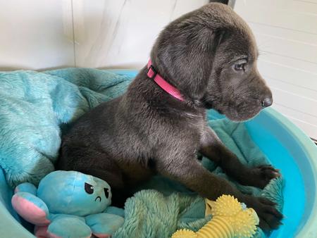 Great Dane for sale by ARCADIAFARM