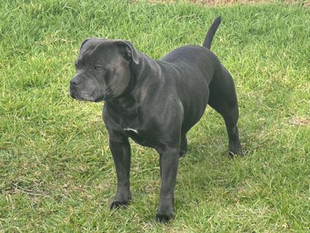 Staffordshire Bull Terrier for sale by AMANZISTAFFS