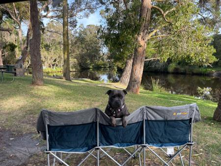 Staffordshire Bull Terrier for sale by AMANZISTAFFS