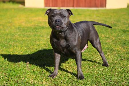 Staffordshire Bull Terrier for sale by AMANZISTAFFS