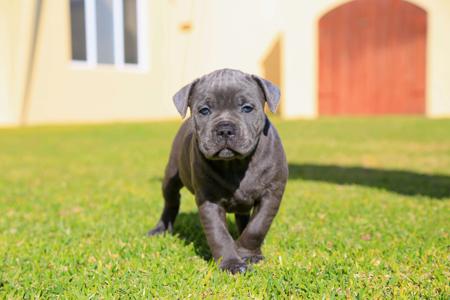 Staffordshire Bull Terrier for sale by AMANZISTAFFS