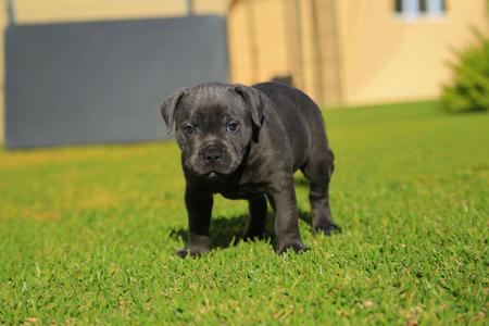 Staffordshire Bull Terrier for sale by AMANZISTAFFS