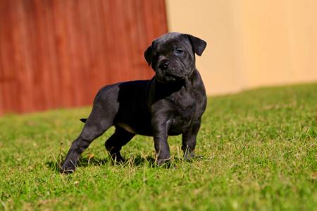 Staffordshire Bull Terrier for sale by AMANZISTAFFS