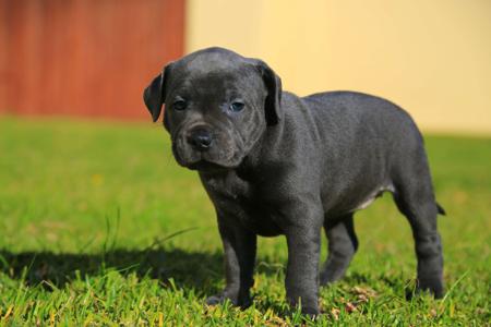 Staffordshire Bull Terrier for sale by AMANZISTAFFS
