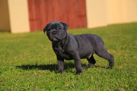 Staffordshire Bull Terrier for sale by AMANZISTAFFS