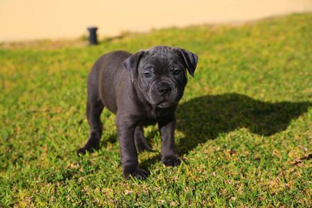 Staffordshire Bull Terrier for sale by AMANZISTAFFS