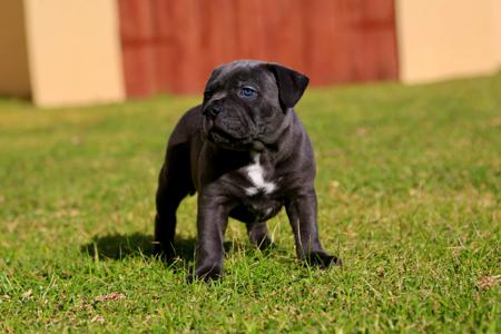 Staffordshire Bull Terrier for sale by AMANZISTAFFS