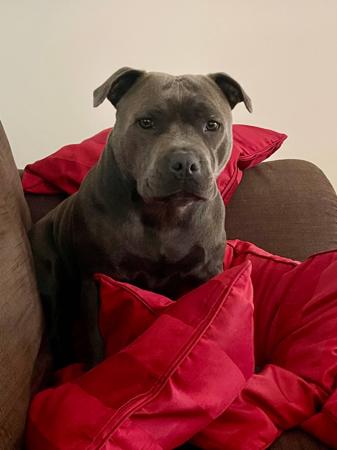 Staffordshire Bull Terrier for sale by AMANZISTAFFS