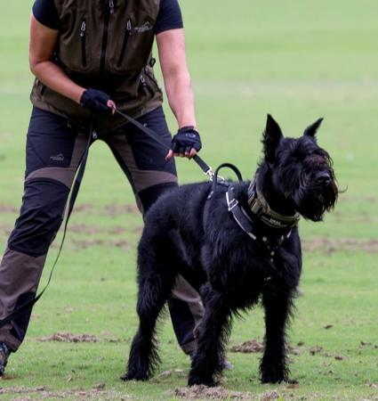 Schnauzer (Giant) for sale by BLACKGLORY