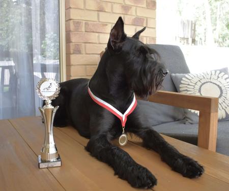 Schnauzer (Giant) for sale by BLACKGLORY