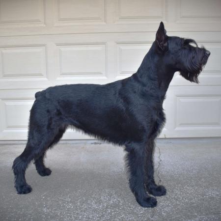 Schnauzer (Giant) for sale by BLACKGLORY