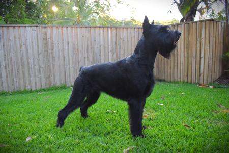 Schnauzer (Giant) for sale by BLACKGLORY