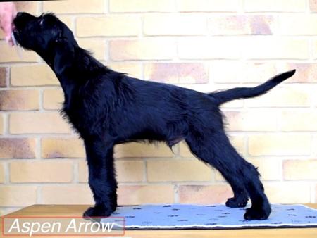 Schnauzer (Giant) for sale by BLACKGLORY
