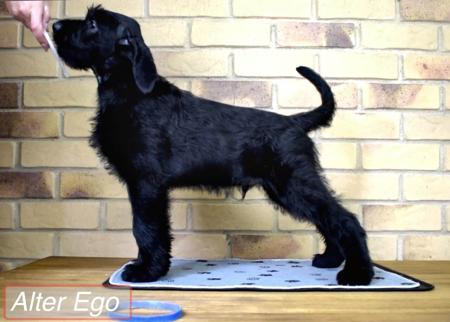 Schnauzer (Giant) for sale by BLACKGLORY